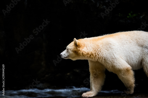spirit bear