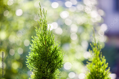 Closeup of green christmas leaves of thuja tree on green bokeh background. Twig of occidentalis evergreen coniferous bush, also known as Chinese thuja.