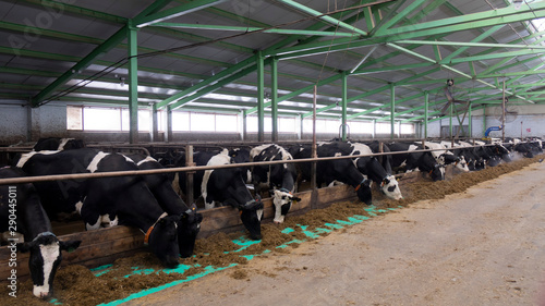cows and calves on a livestock farm