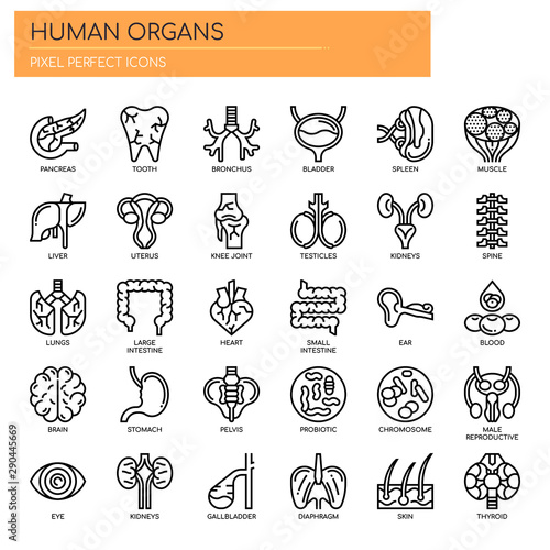 Human organs , Thin Line and Pixel Perfect Icons