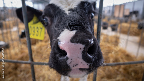 Calves on a livestock farm. Young calves in individual cells are quarantined.