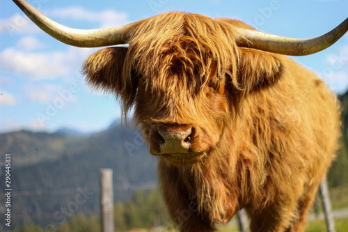 highland rinder