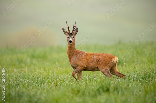Roe deer, capreolus capreolus, buck watching alerted with front leg lifted in the air. Shy wild animal facing camera in wilderness