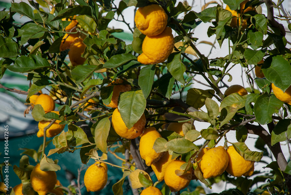 Baum voller reifer Zitronen auf spanischer Insel Mallorca Baum voller reifer Zitronen auf spanischer Insel Mallorca