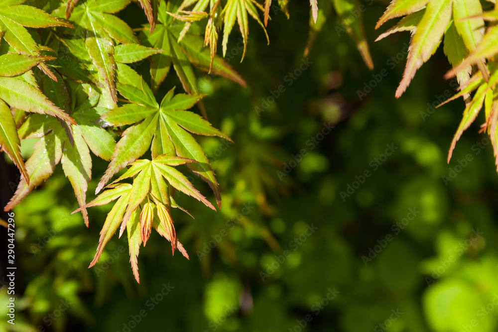 Green maple leaf., three maple leaves have changed color in fall. Green maple leaf., three maple leaves have changed color in fall.