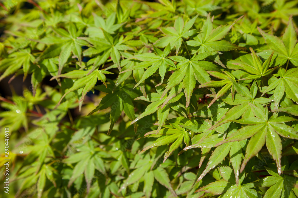Green maple leaf., three maple leaves have changed color in fall. Green maple leaf., three maple leaves have changed color in fall.