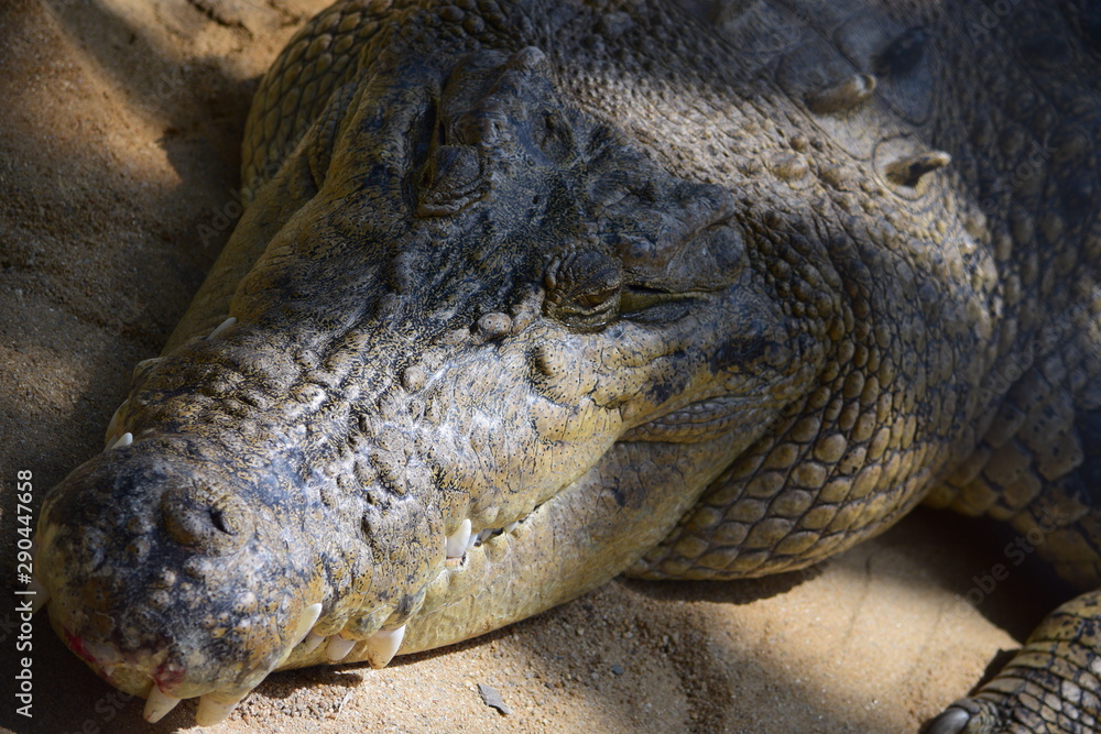 Obraz premium クロコダイル