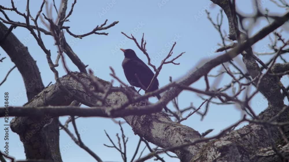 Slow motion low angled wide shot of a Blackbird sitting on a branch in a tree, framed by branches in the foreground, slightly turning its head, waiting then gracefully taking off to fly away. Slow motion low angled wide shot of a Blackbird sitting on a branch in a tree, framed by branches in the foreground, slightly turning its head, waiting then gracefully taking off to fly away.