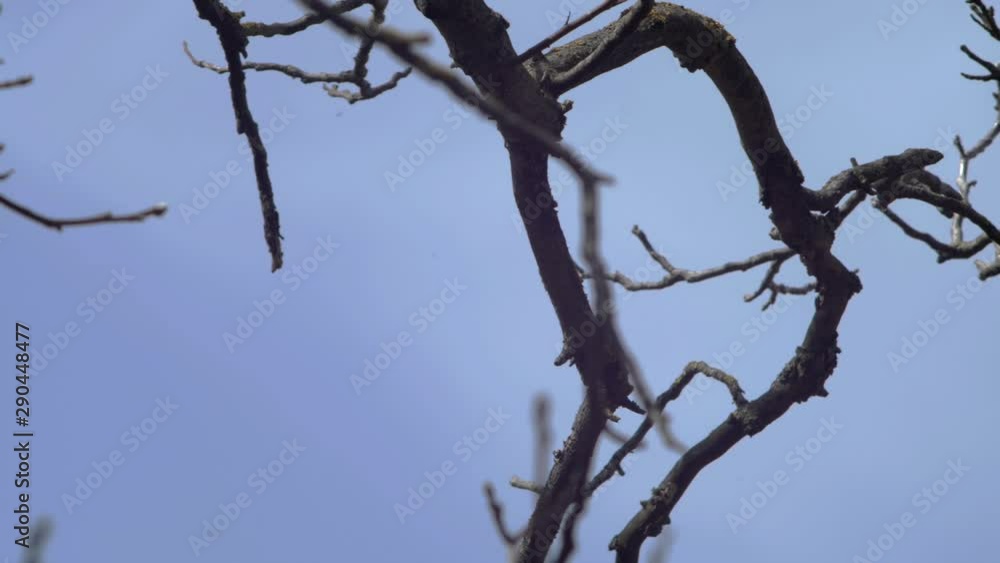 Slow motion medium wide shot of a Blackbird taking flight from a tree branch, flying from right to left. Slow motion medium wide shot of a Blackbird taking flight from a tree branch, flying from right to left.