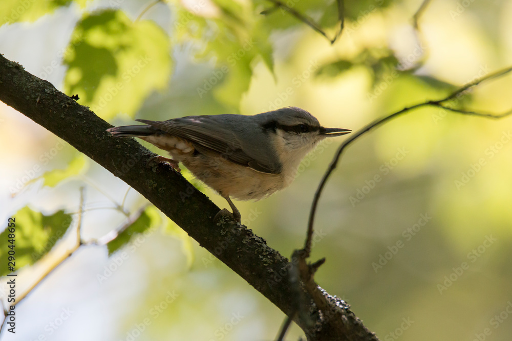 Fototapeta premium Природа