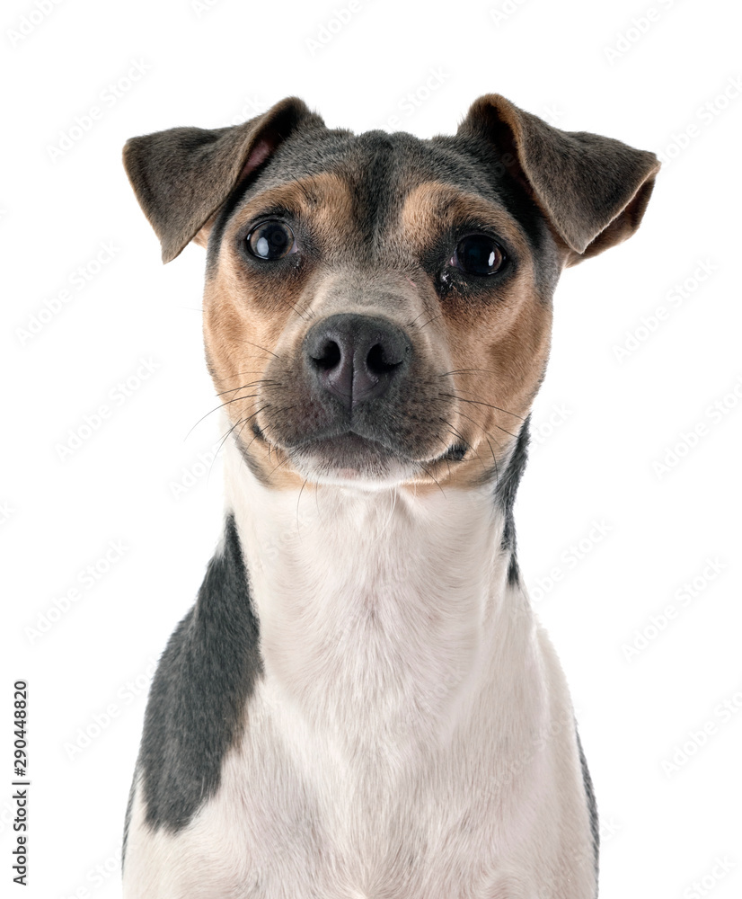 Brazilian Terrier in studio