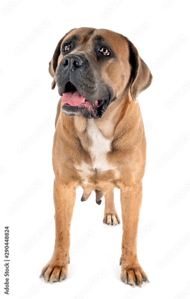 adult cane corso adult cane corso