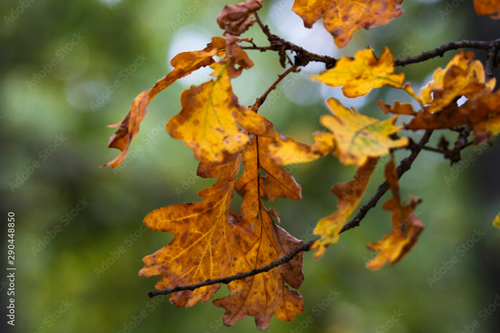 Fototapeta premium Природа