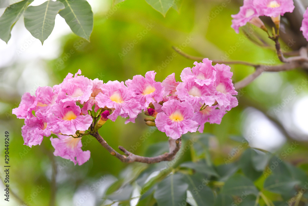 Beautiful pink tabebuia rosea flower plant. Beautiful pink tabebuia rosea flower plant.