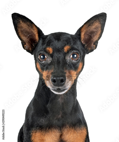 miniature pinscher in studio