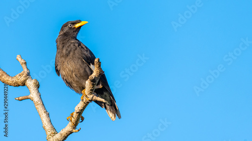 White-vented Myna perching on a perch looking into a distance with blue sky background © phichak