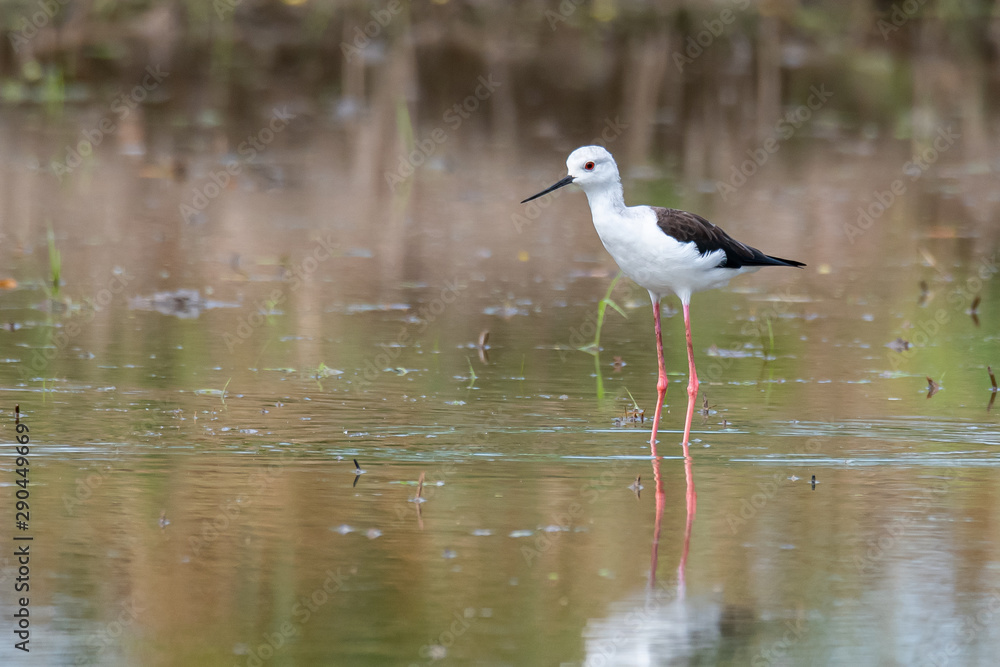 Obraz premium Black-winged Stilt wading and finding food from the coastal intertidal area
