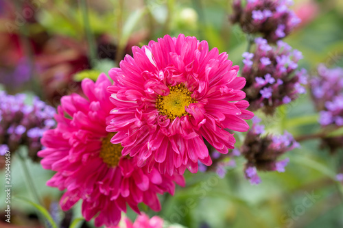 Sommerastern in Pink Callistephus chinensis