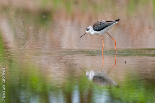 Black-winged Stilt wading and finding food from the coastal intertidal area