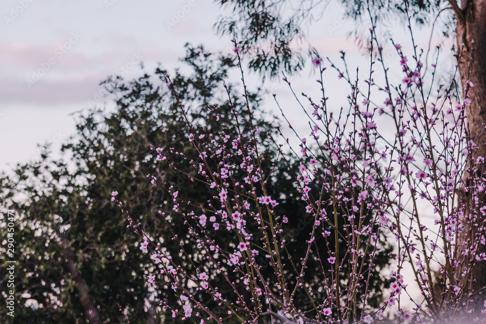 tree with pink blossoms all over its branches tree with pink blossoms all over its branches