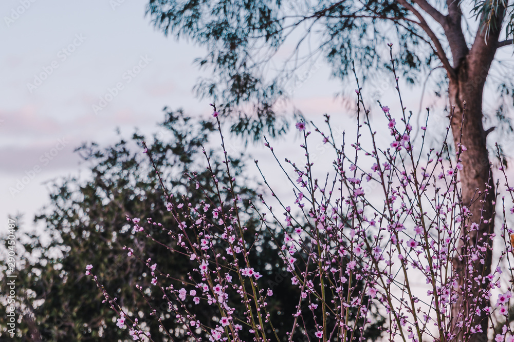 custom made wallpaper toronto digitaltree with pink blossoms all over its branches