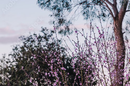 Wallpaper Mural tree with pink blossoms all over its branches Torontodigital.ca