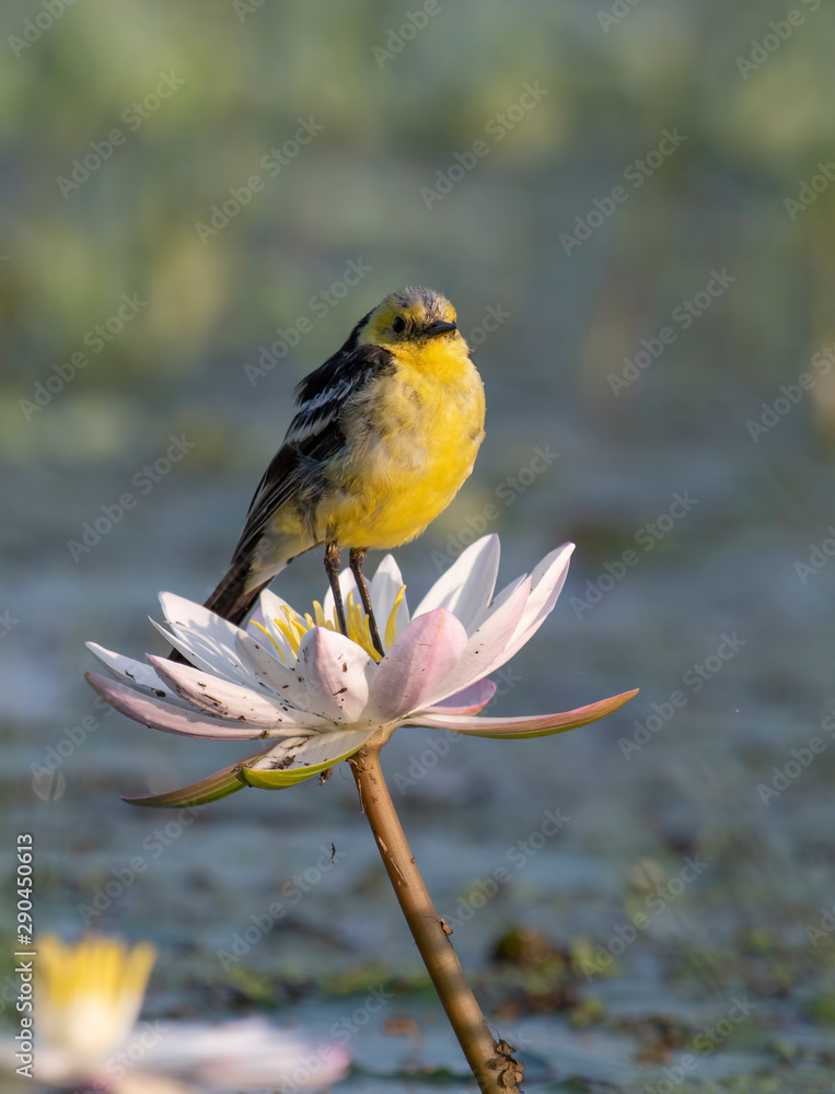 The Yellow wagtail on lotus flower The Yellow wagtail on lotus flower