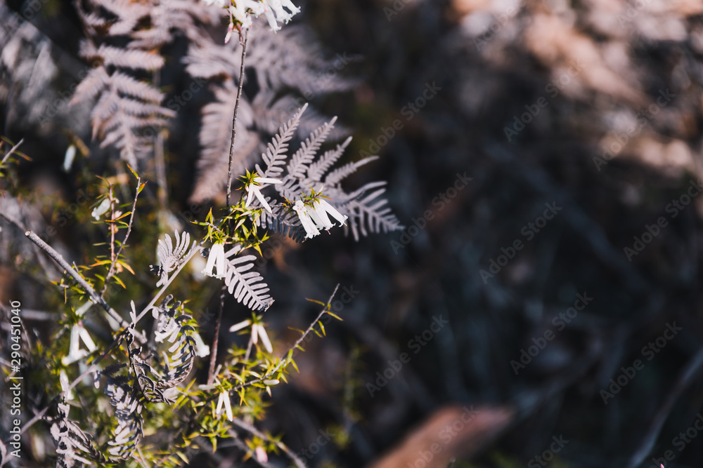 dry braken fern leaves in the Australian bush