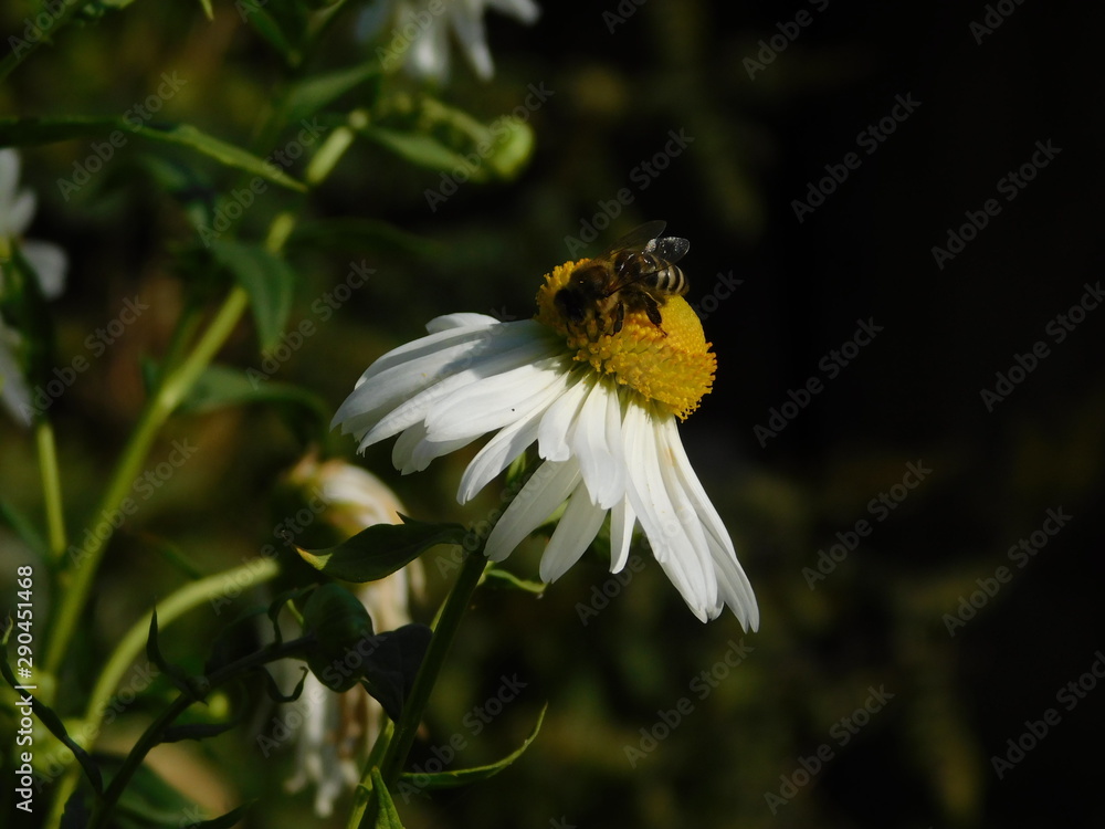 bee on flower bee on flower