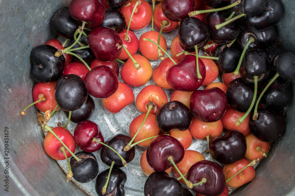 Hand picked cherry in metal box from tree. Hand picked cherry in metal box from tree.