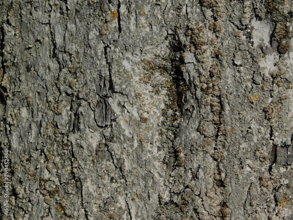 bark of a tree