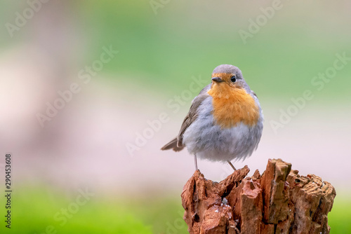 robin in a branch in the forest of Noord Brabant in the Netherlands. Green background with writing space.