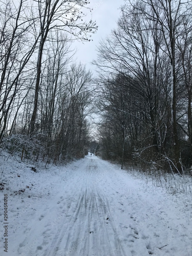 Obraz premium road in winter forest