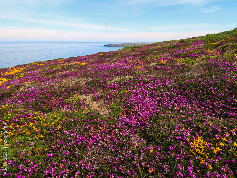 Purple Heather, Cliffs and Sea - Bedruthan Steps, Cornwall Purple Heather, Cliffs and Sea - Bedruthan Steps, Cornwall