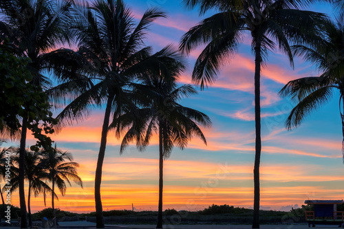 Silhouette of coconut palm trees on tropical beach at sunrise in Miami Beach, Florida. © lucky-photo