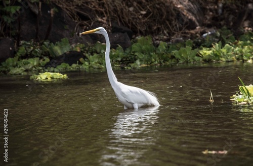 A great egret (Ardea alba), Lake Nicaragua, Nicaragua © dirkseyfried