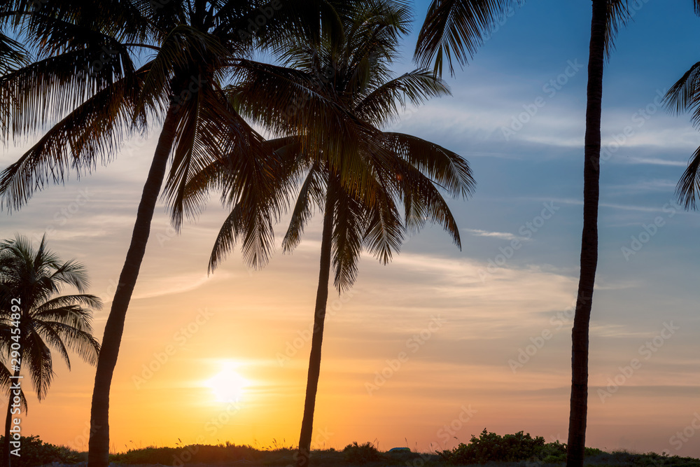 Fototapeta premium Silhouette of coconut palm trees on tropical beach at sunrise in Miami Beach, Florida.