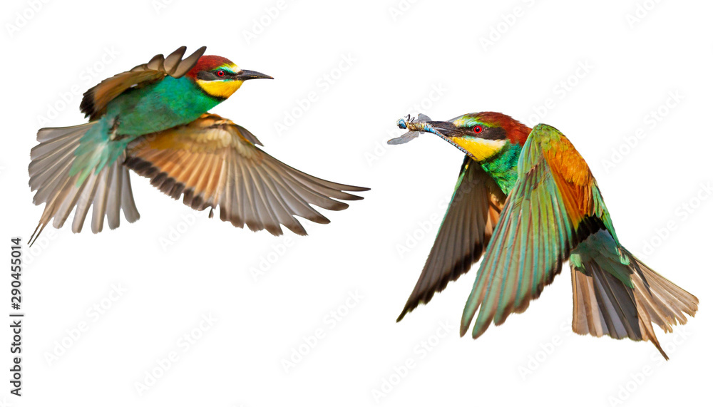 colorful birds in flight isolated on white