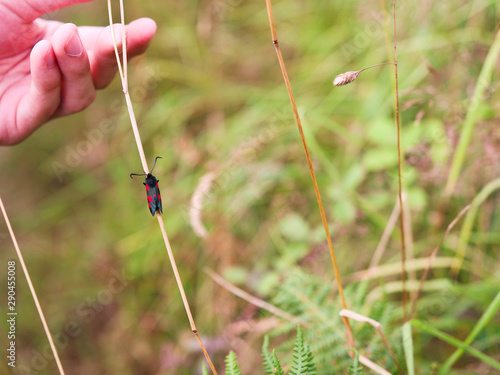 Six-spot burnet moth - Cornwall, UK