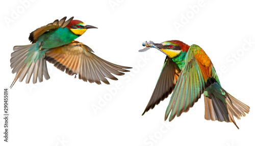 colorful birds in flight isolated on white