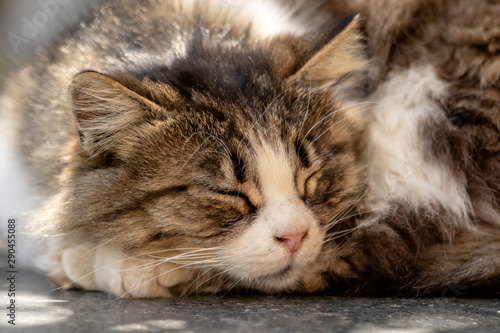 Close-up portrait of sleeping cute tabby cat. Close-up of cat's nose. Sleeping cat.
