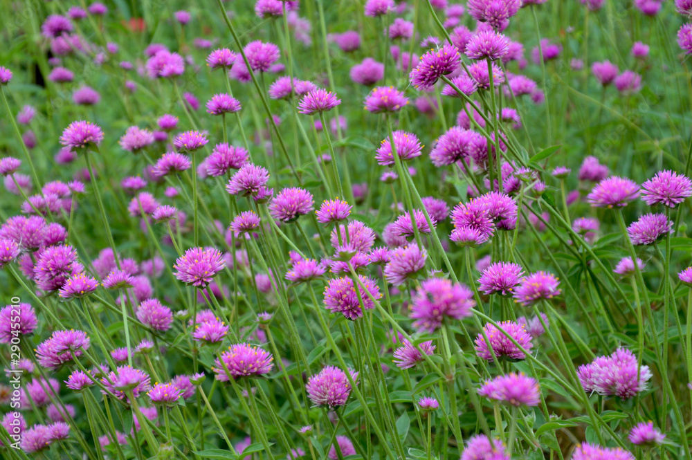 ピンク色の小さな花をたくさん咲かせたセンニチコウ