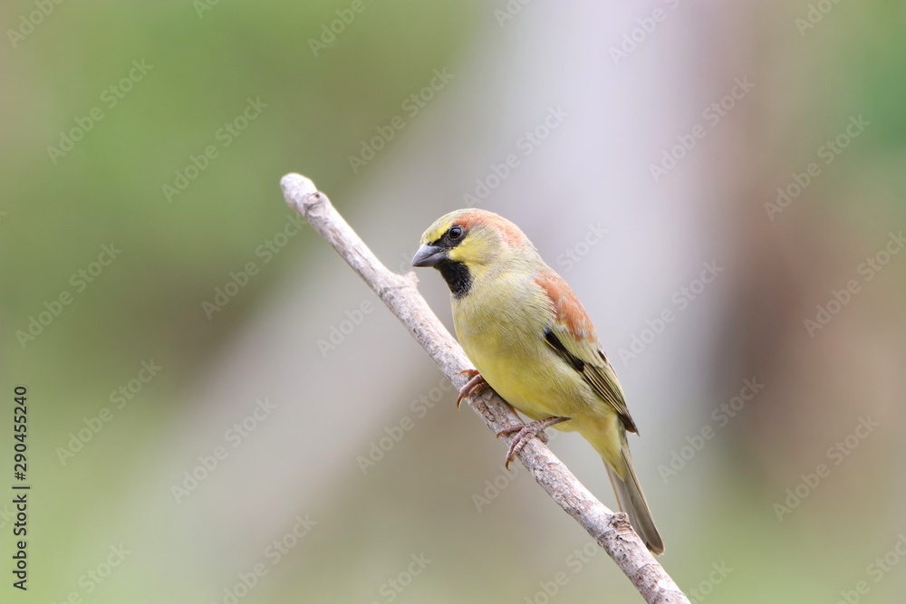 Fototapeta premium Bird on a branch