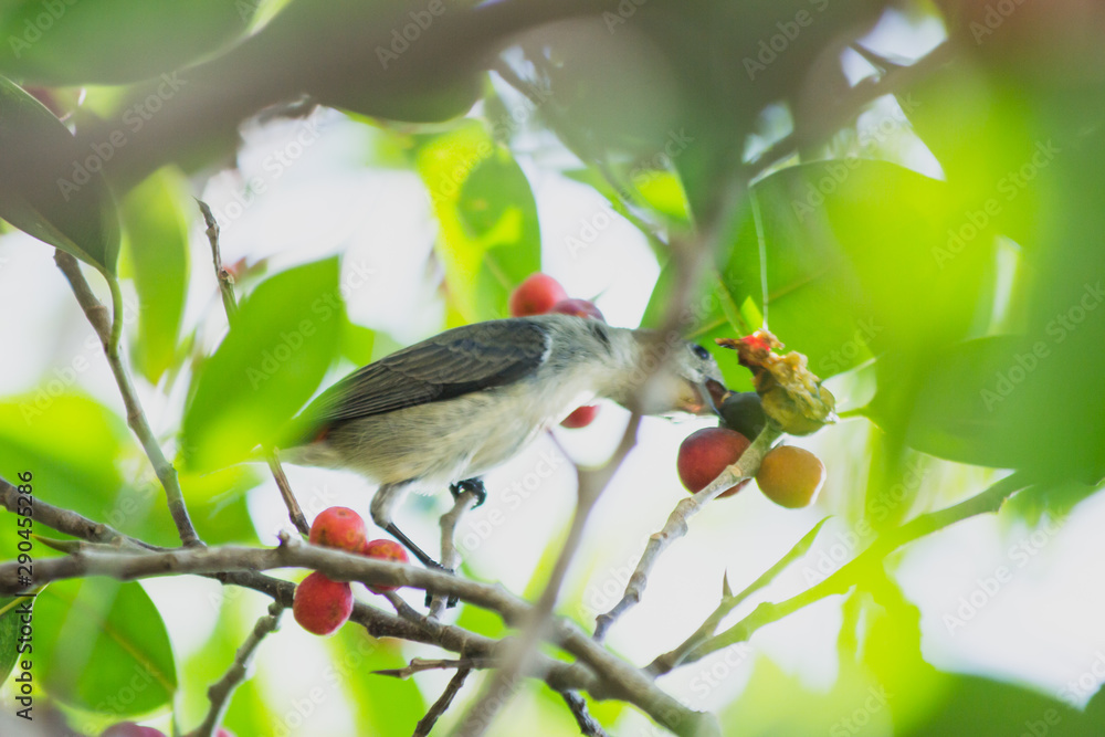 Fototapeta premium the litle bird eating in nature, the animal in wild