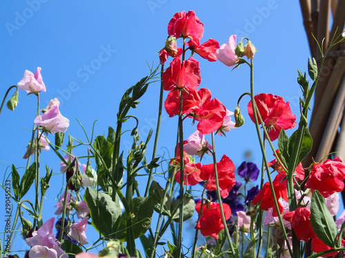 Sweet peas - 'Lathyrus Odoratus'  - Cornwall, UK
