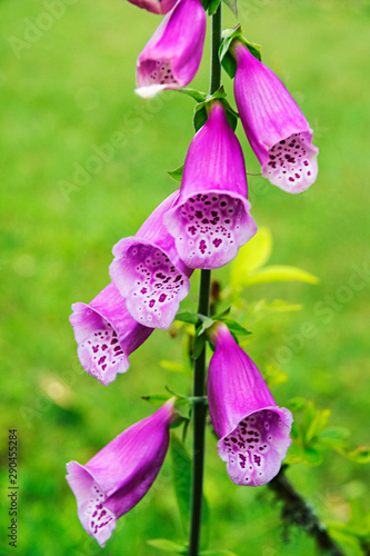 Colorful flowers at Temi Tea Estate, Sikkim, India photo