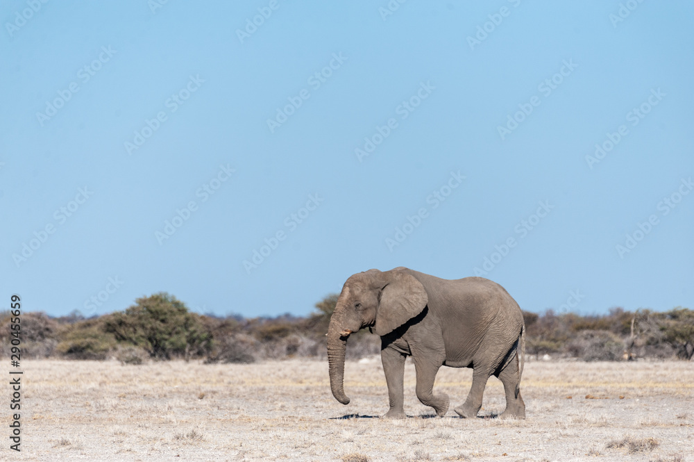 Fototapeta premium One big male African Elephant -Loxodonta Africana- walking down the plains of Etosha National Park.
