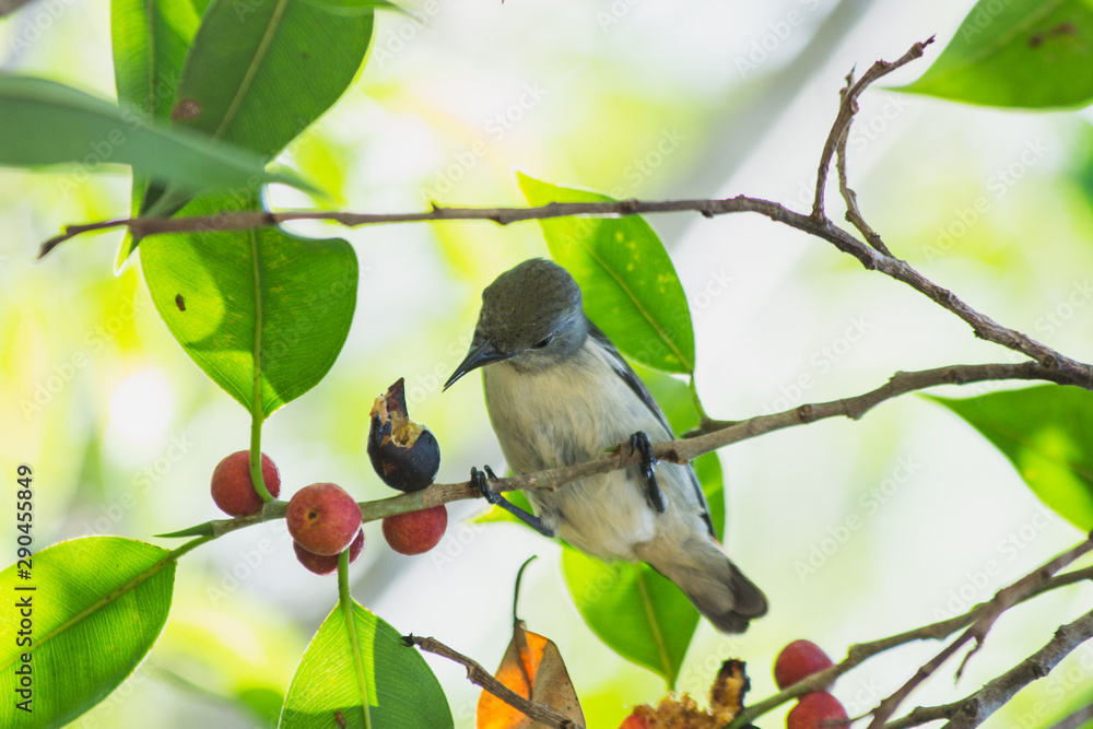 Obraz premium the litle bird eating in nature, the animal in wild