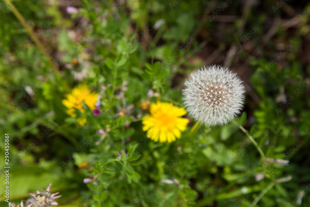 Dandelion, Dandelion flower in spring time, Dandelion, Dandelion flower in spring time,