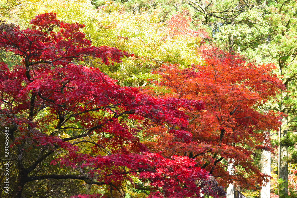 日光の紅葉 日光の紅葉